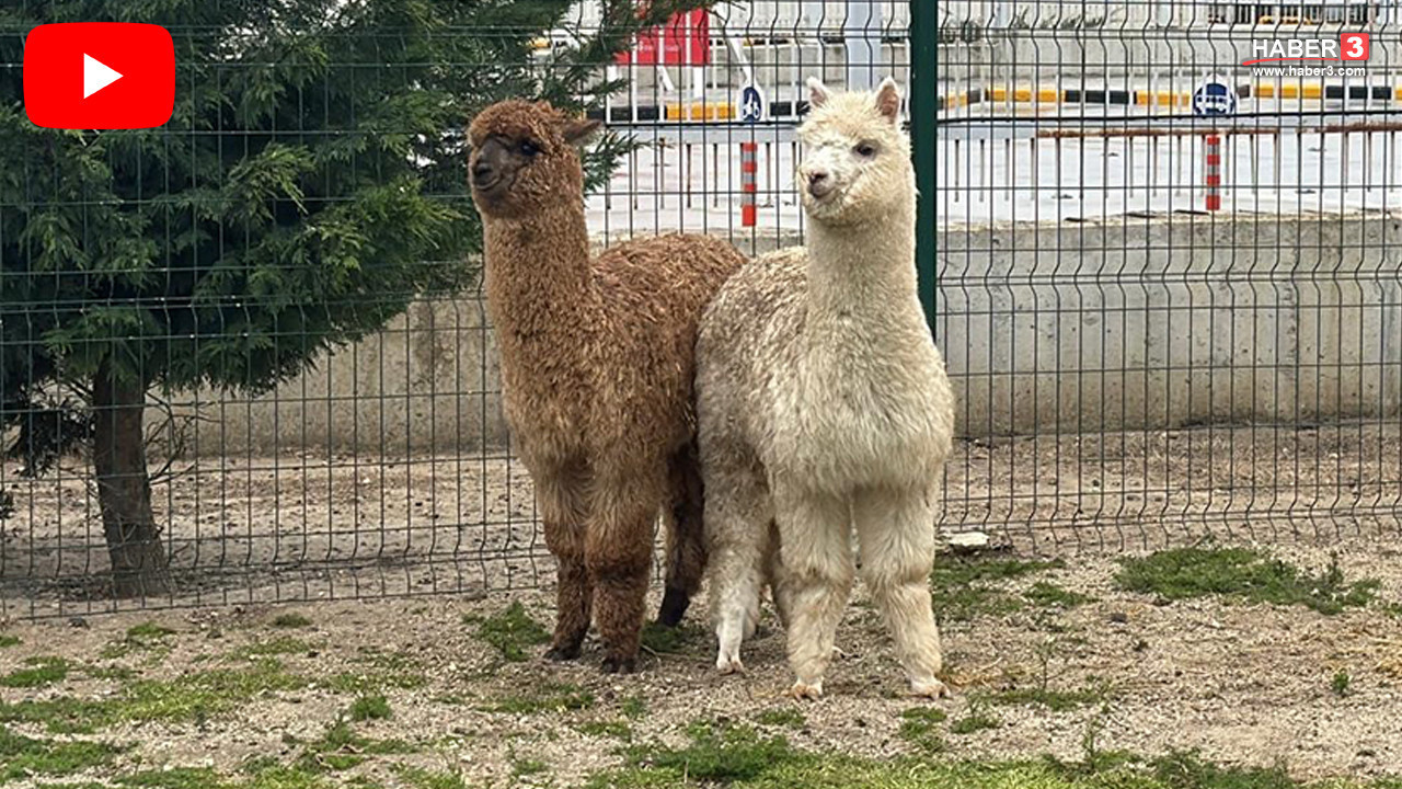 Sınırda hayrete düşüren operasyon: Minibüsün içinden kaçak Alpakalar çıktı!