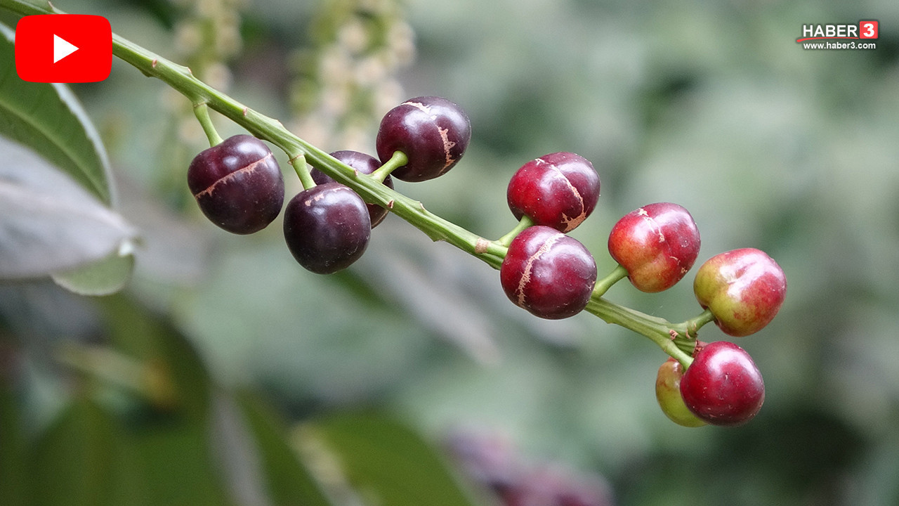 Mevsimler değişti, Türkiye'nin eşsiz lezzeti tam 3 ay erken ''merhaba'' dedi