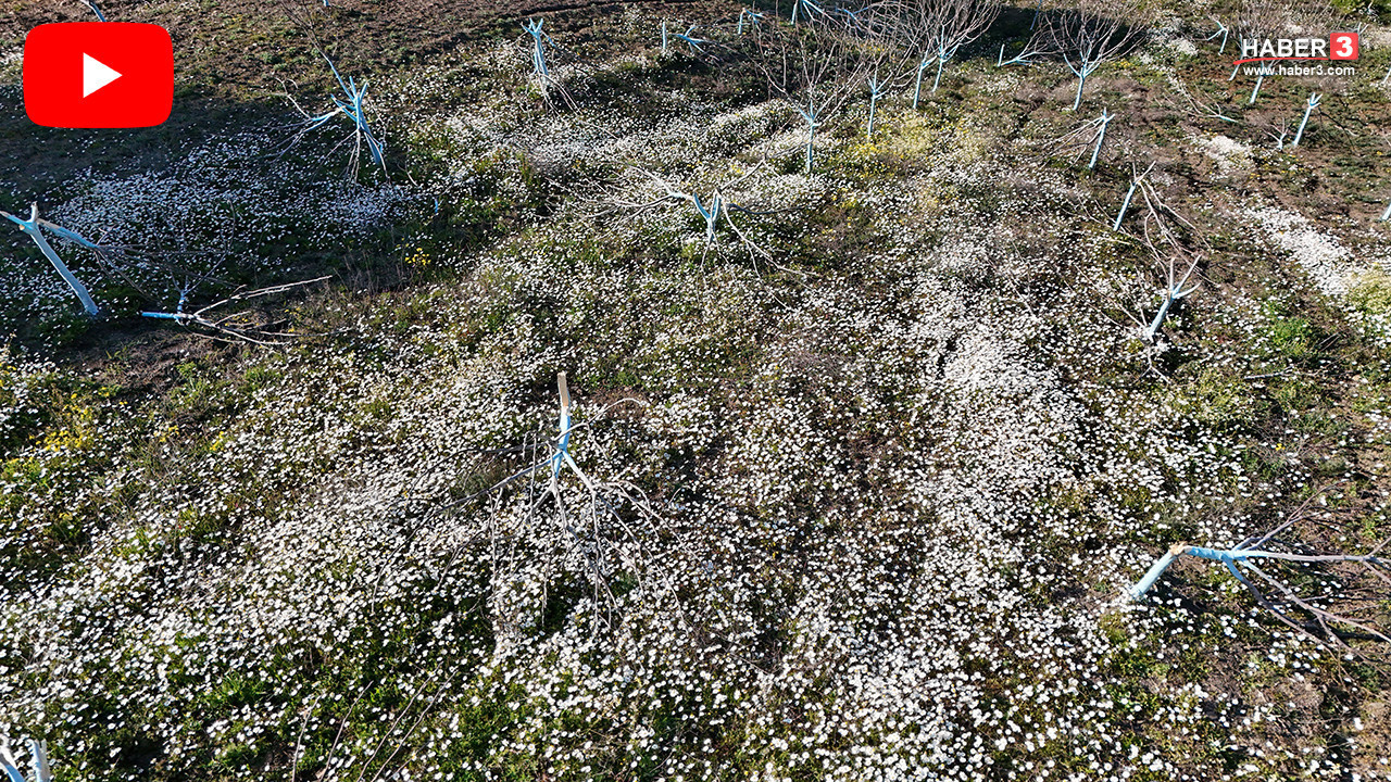 Bir gecede yüzlerce zeytin ve incir ağaçlarını kesip ortadan kayboldular!