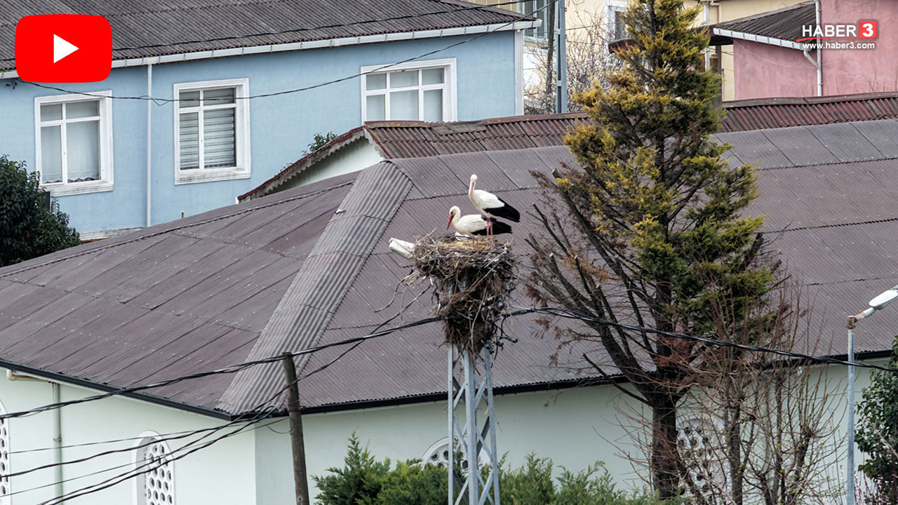 Türkiye'nin aylardır 4 gözle beklediği Afrikalı sevimli göçmenleri sonunda geldi