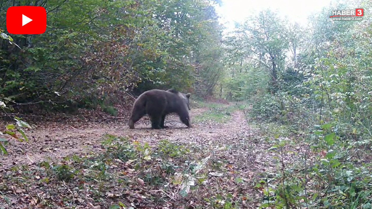 Fabrika işçisi bir gencin ilginç hobisi Türkiye'nin gizemli vahşi hayatını gözler önüne serdi