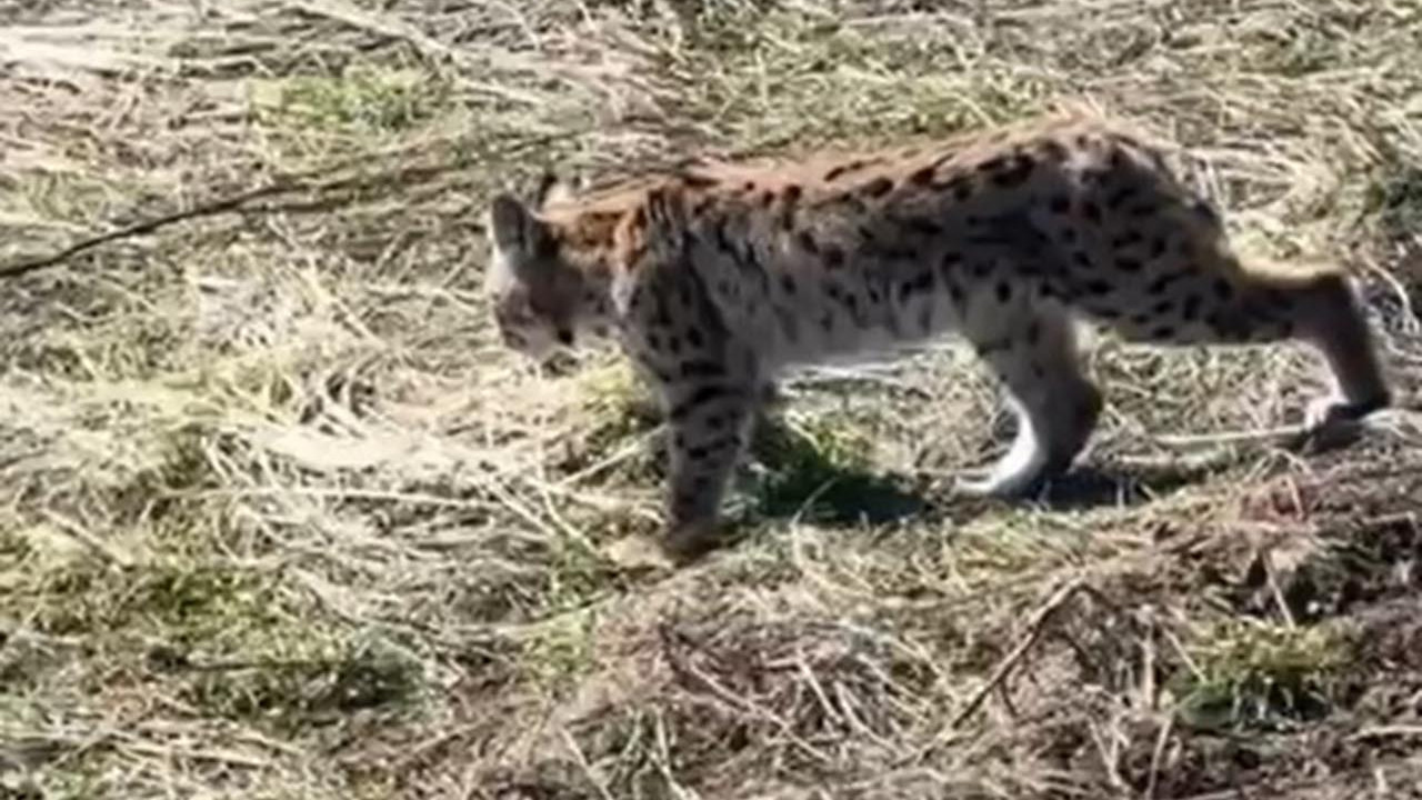 Yaban hayatında nadir anlar: Ormanın hayaleti çığlık atarken görüntülendi