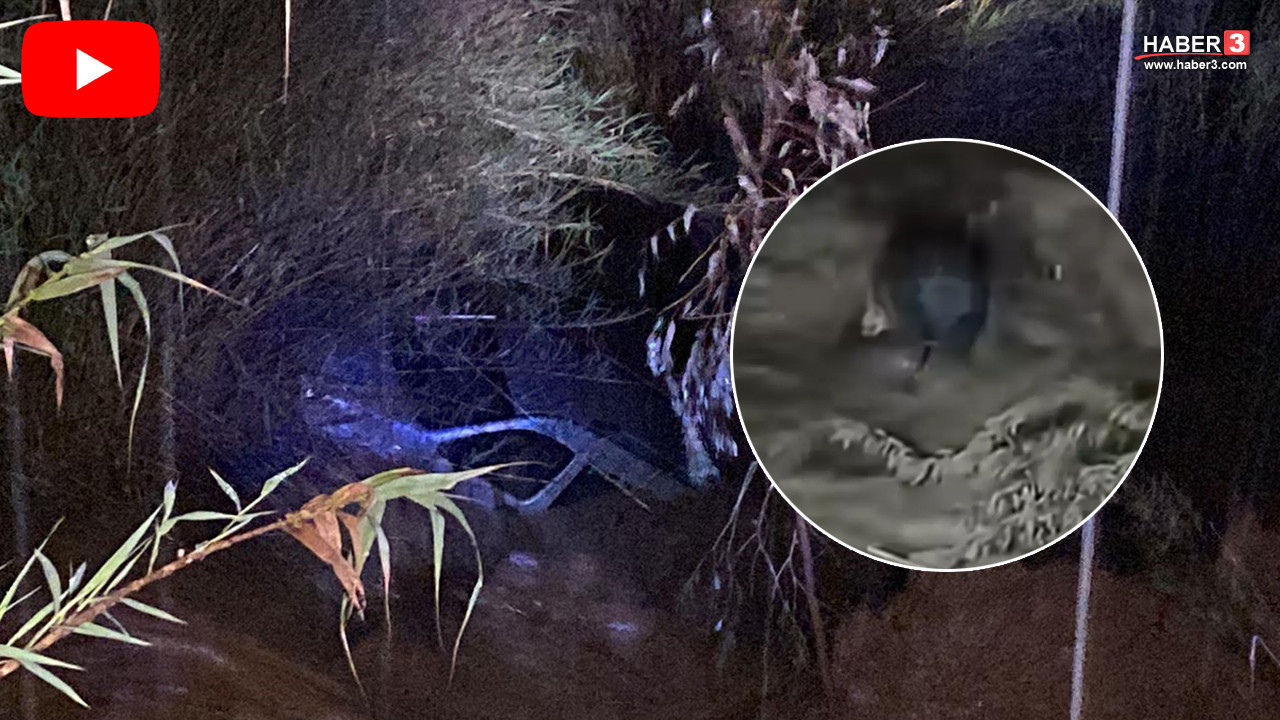 Aydın'da mucize kurtuluş: Dal parçasına tutunarak hayatta kaldı!