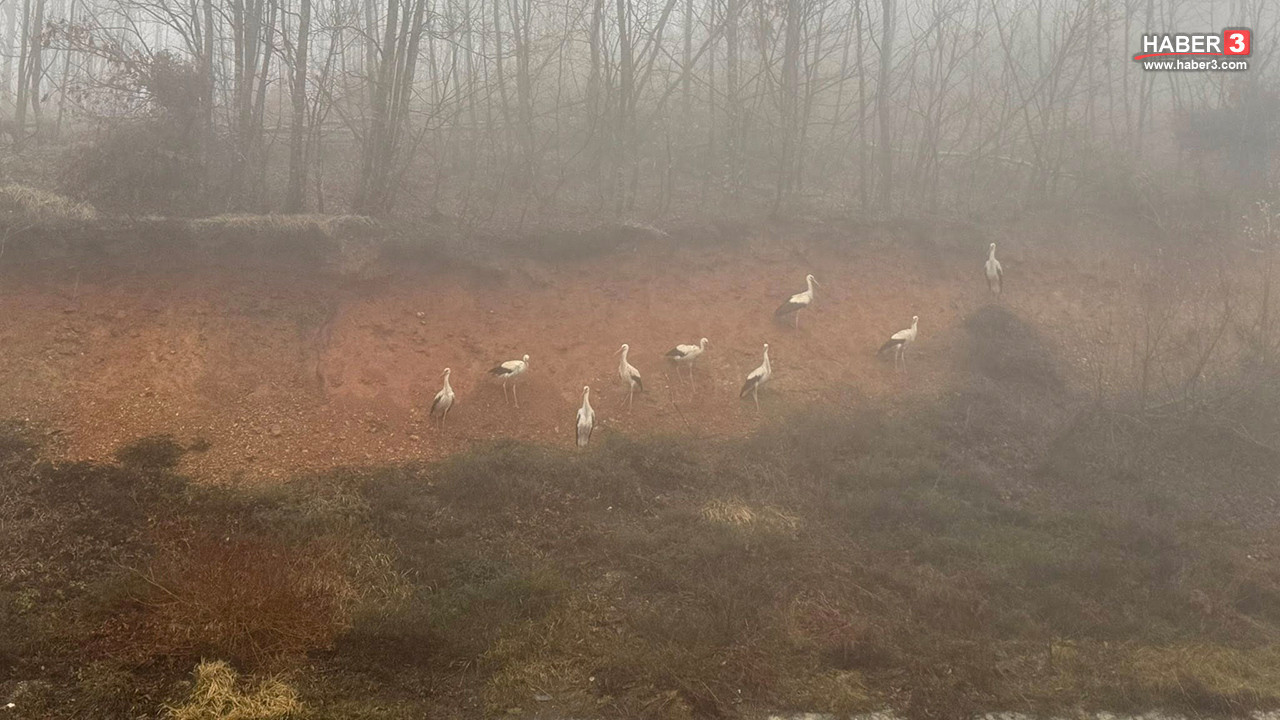 Baharın müjdecileri neye uğradığını şaşırıp, Türkiye semalarında zorunlu mola verdi