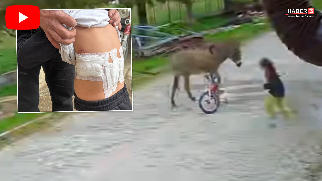 5 yaşındaki minik çocuk evinin kapısının önünde bir eşek yüzünden kabusu yaşadı