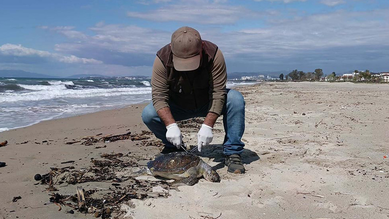 Kuşadası sahilinde acı manzara: İki haftada 8 kayıp