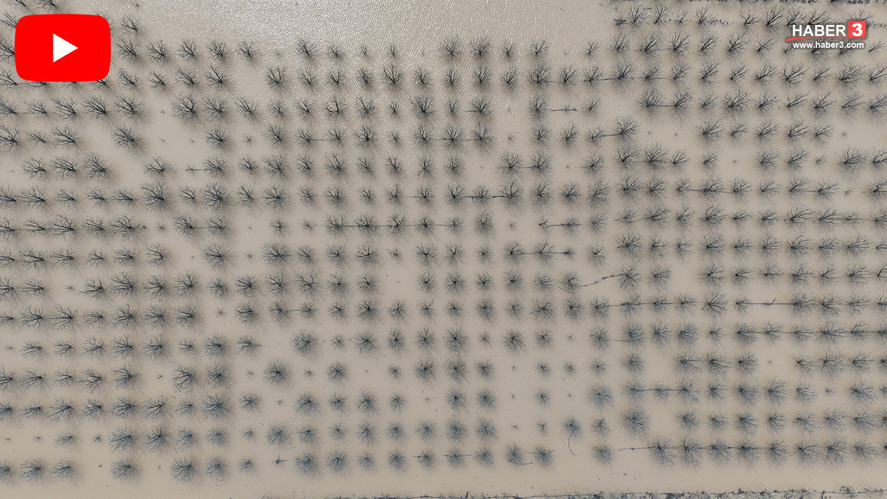 Yazın en lezzetlilerini unutun... Yüzlerce dönüm meyve bahçesi sular altında kaldı!