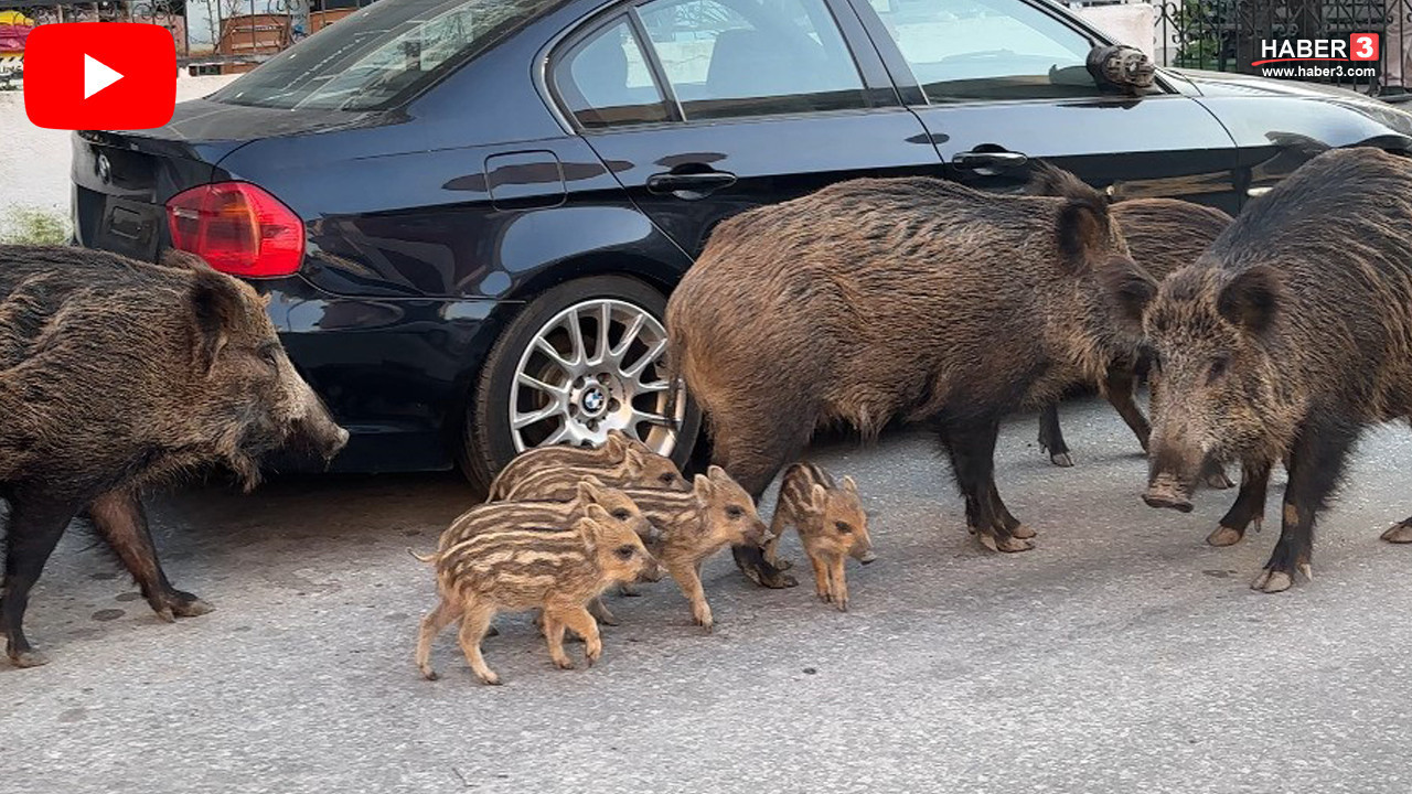 İzmir'de korkutan manzara: Yaban domuzları artık kedilerle aynı kaptan besleniyor
