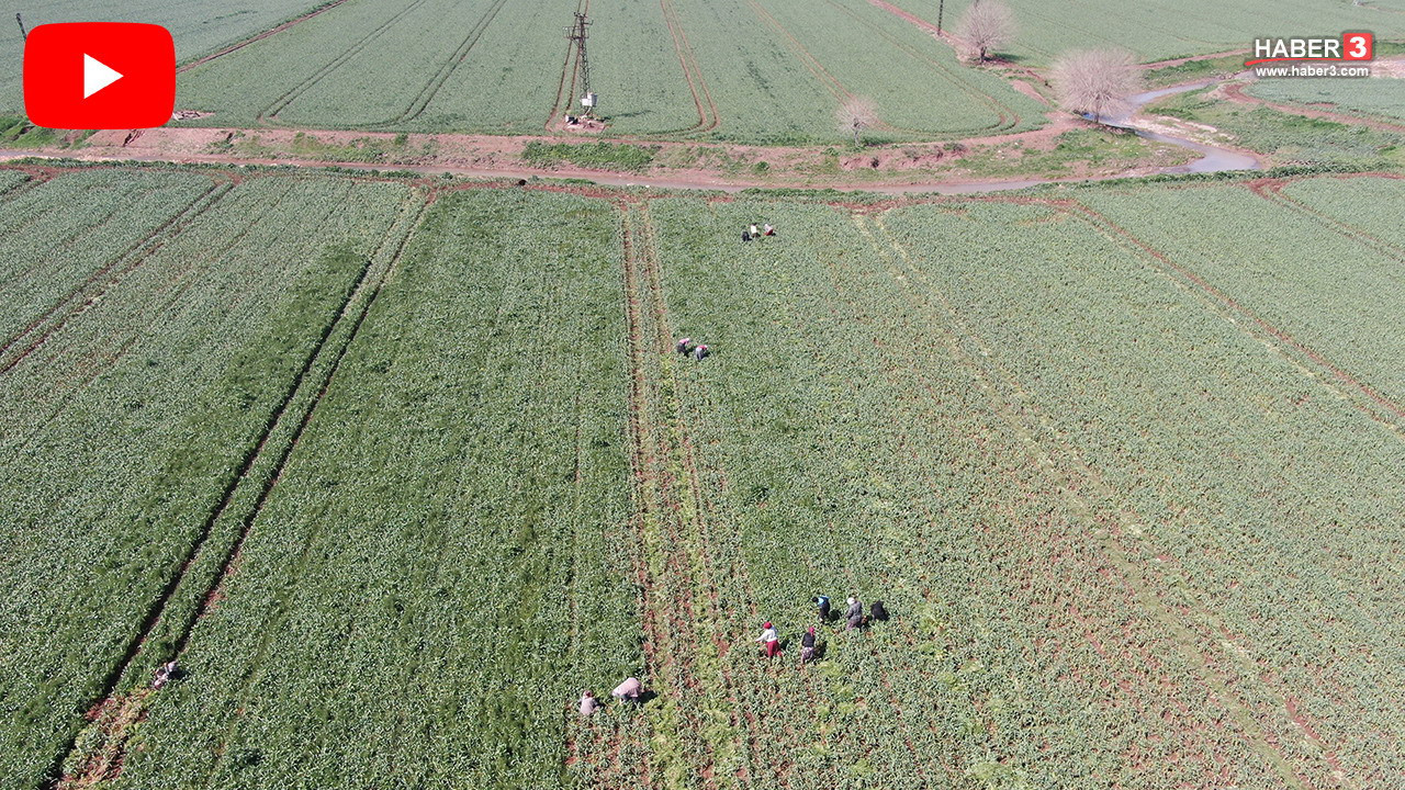 Türkiye'nin AB tescilli beyaz altınında rekor beklentisi... Korku ortadan kalktı, beklenti arttı