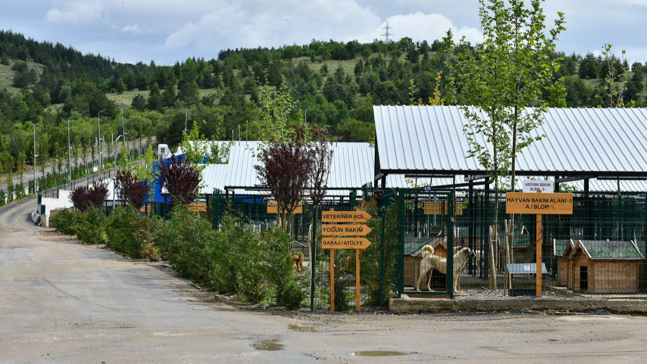Ankara Büyükşehir'den hayvan dostu belediyecilik