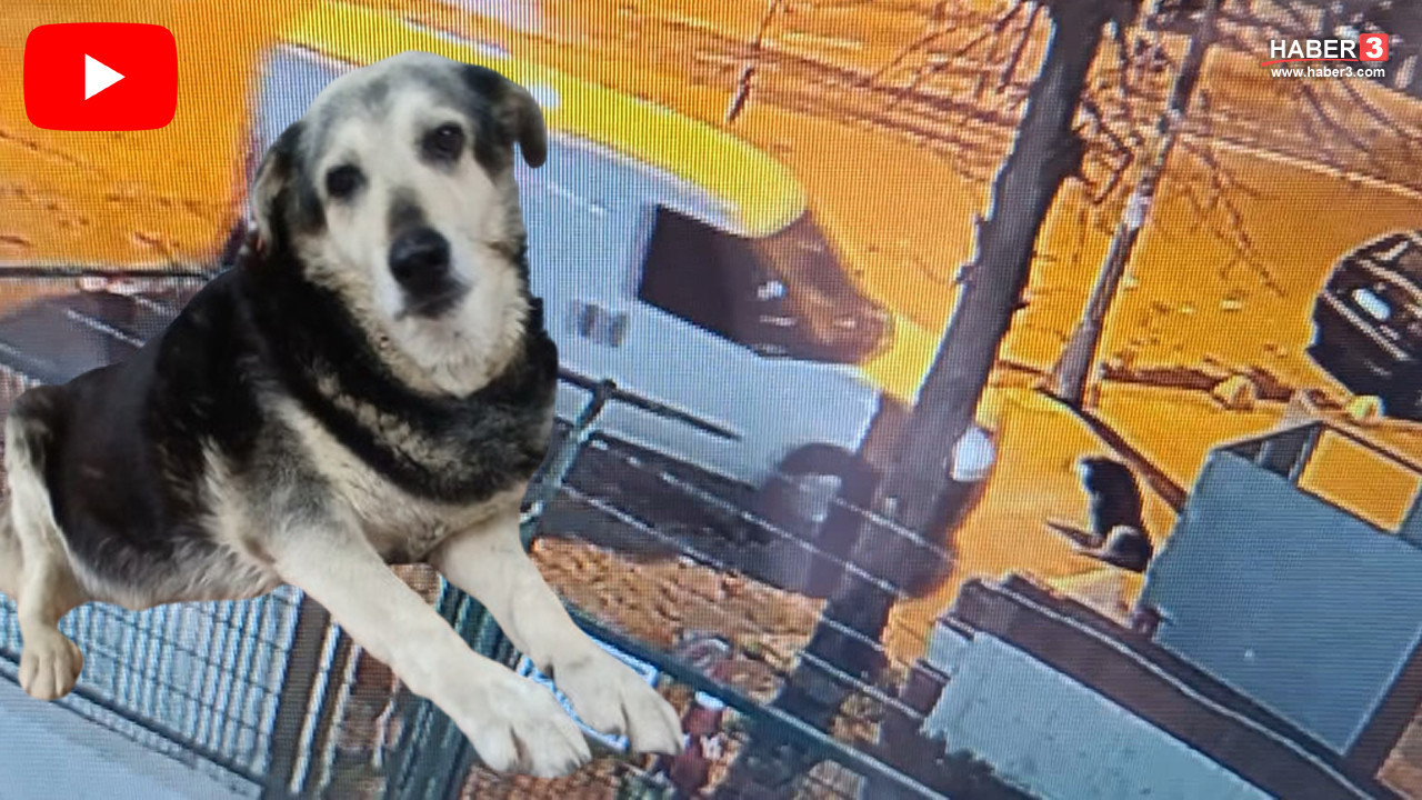 Kargo aracıyla mahallenin maskotunu kaldırımda ezip kaçtılar!