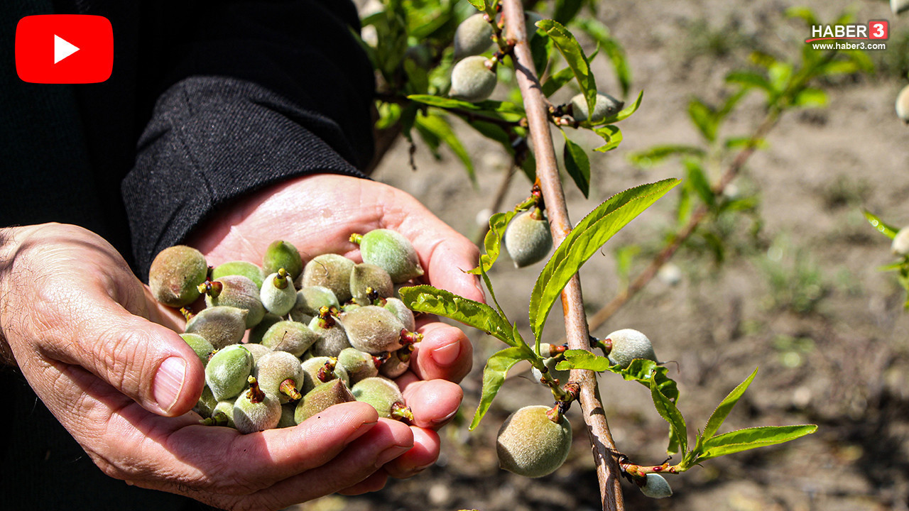 Ağır kış şartları sonrası endişeli bekleyiş sona erdi; bereketli topraklardan müjdeli haber!