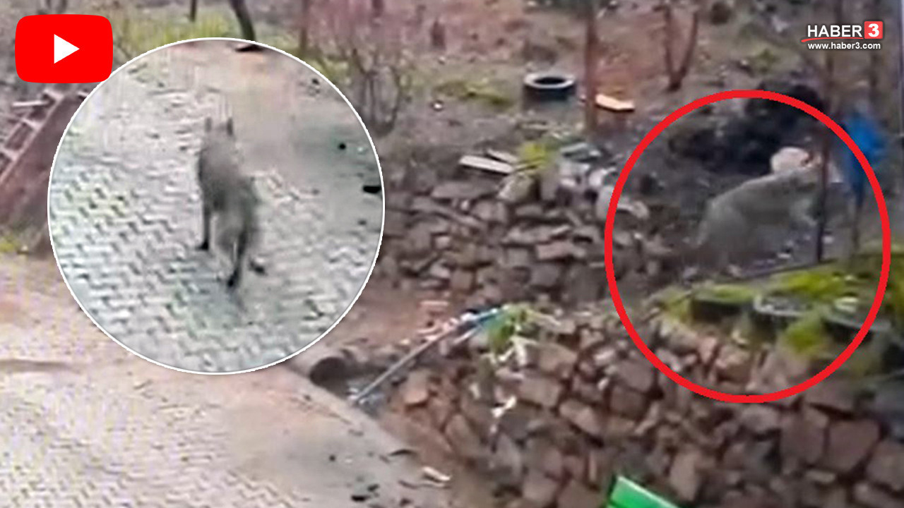 Doğada aç kalan bir kurt mahalleyi basıp kapı karpı yiyecek aradı!