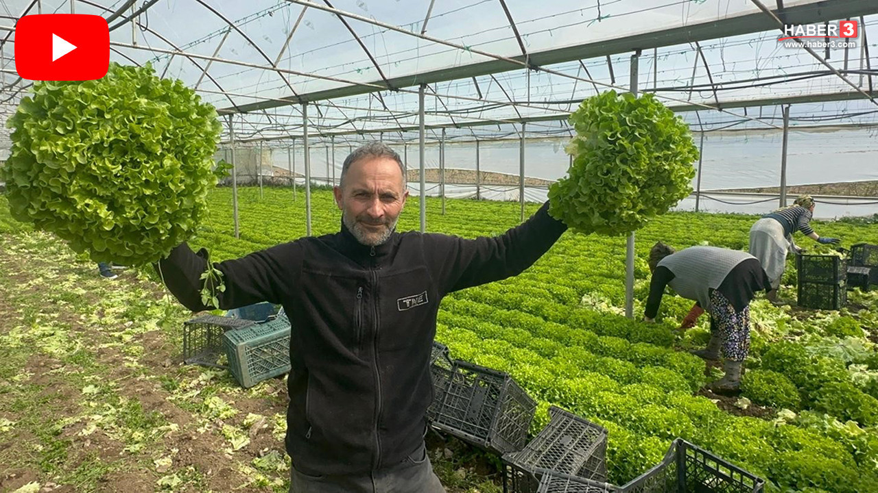 Ağlama sırası tüketicide! Fiyatı 6 kat arttı! Fiyatı geçen yıl 5 TL'ye kadar düşmüştü