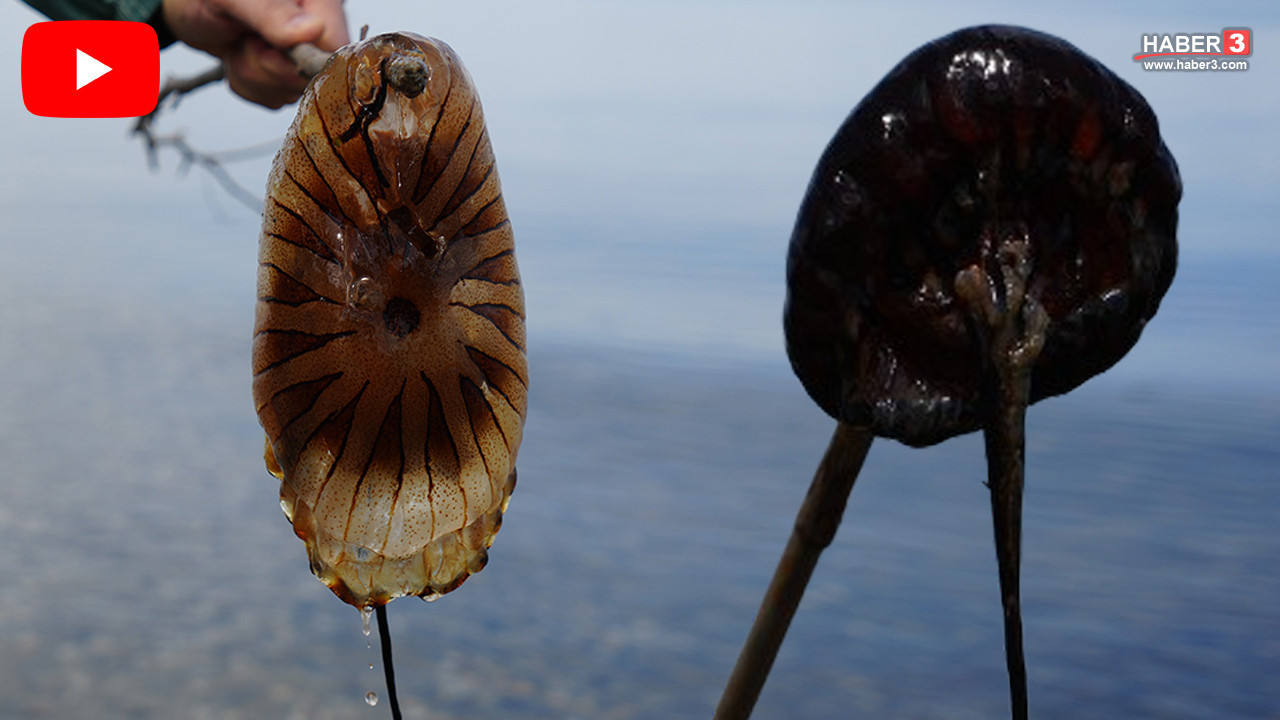 Tatilciler, balıkçılar dikkat! Yaz ayları öncesi ölümcül tür mavi vatanda görüntülendi!