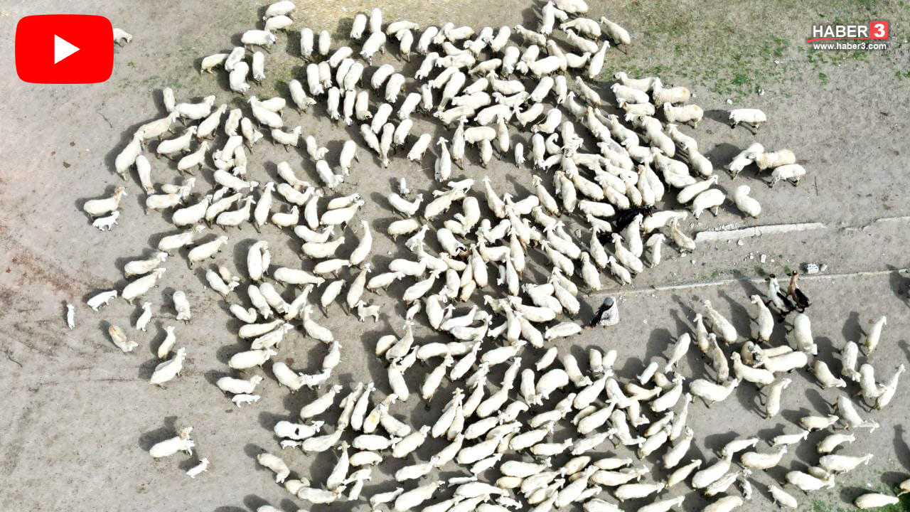 NatGeo Wild değil, Türkiye! Büyüleyen kavuşma bir kez daha gerçekleşti...