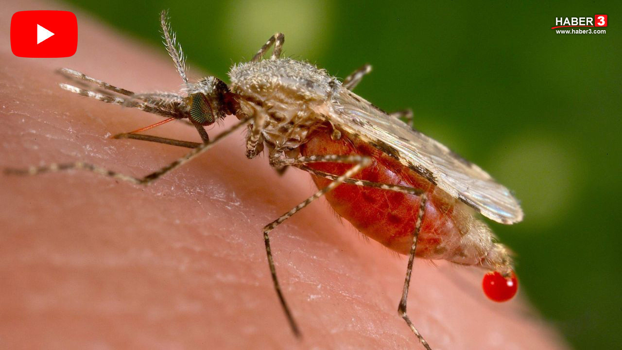 Uzmanlar uyardı: Yaz aylarının kabusu sivrisinekler bu sene patlama yapacak