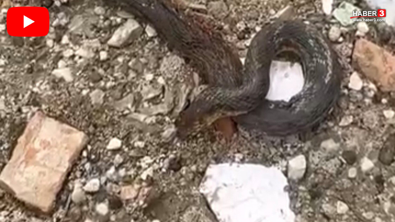 Doğa gezginleri ve vatandaş panikte! Kış uykusu bitti, dev yılanlar geri döndü!
