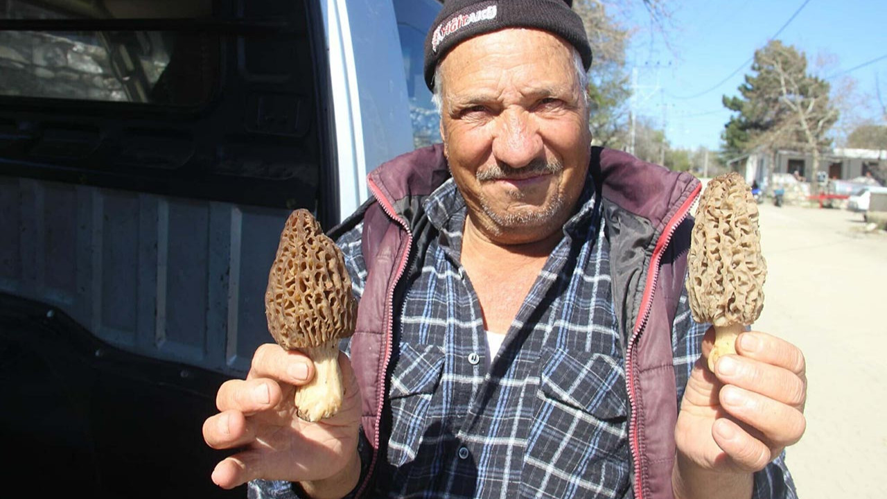 Doğada kendiliğinden yetişen ''kara elmas'' köylülerin gelir kapısı oldu: Kilosu 1000 TL