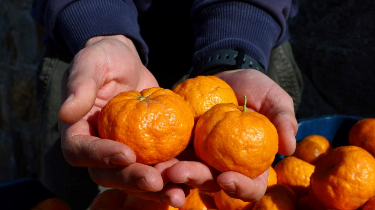 Bodrum'da Mandalin Üreticisine 5 Milyon Kazanç