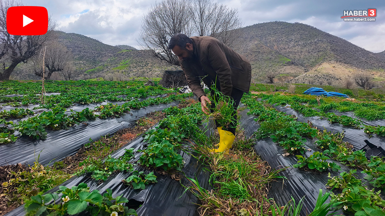 Türkiye'nin coğrafi işaretli pembe altınından kötü haber geldi!