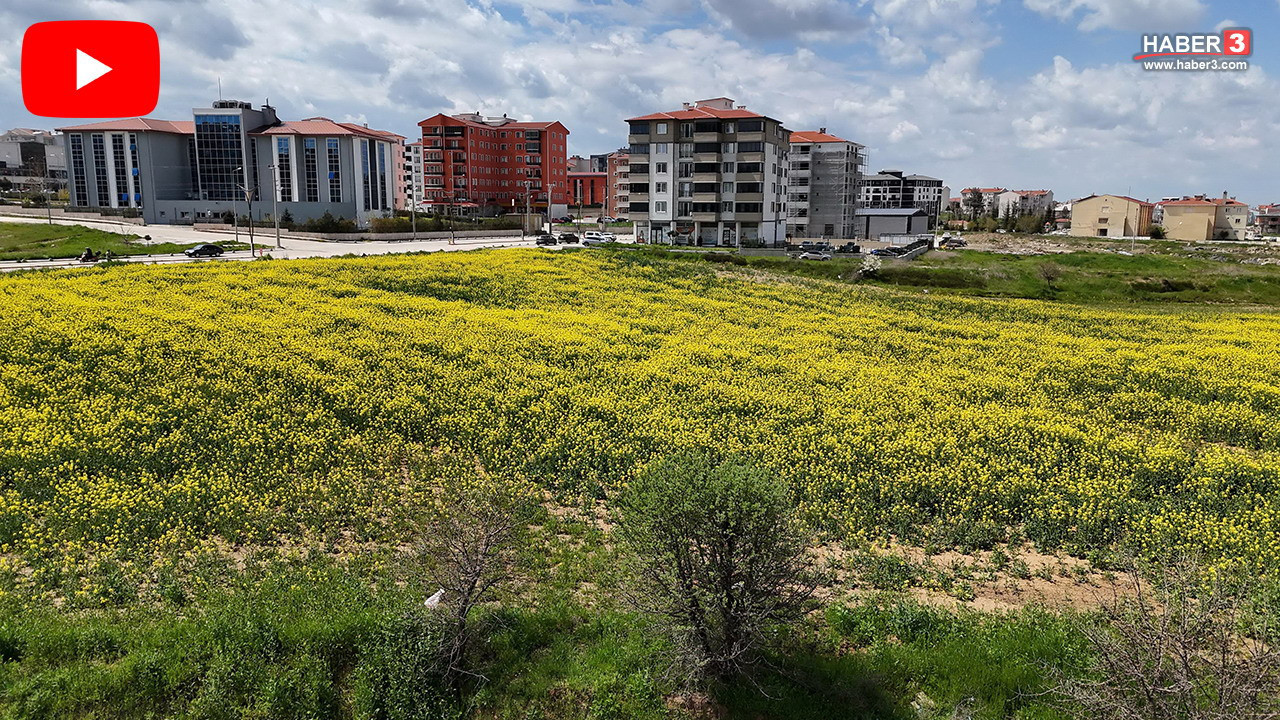 Marmara Bölgesi'nin topraktan fışkıran altını görsel bir şölene dönüştü!