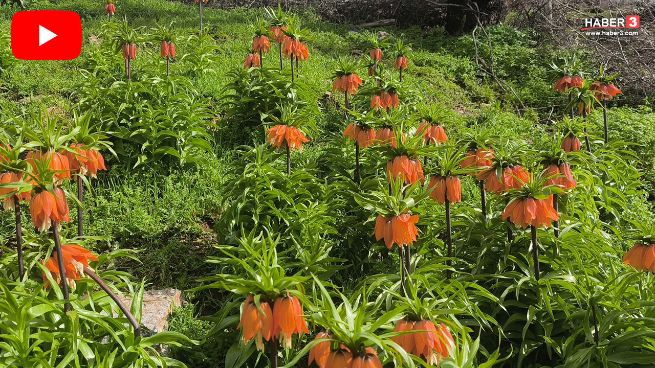 Türkiye'nin ''ağlayan gelinleri'' ortaya çıktı! Bu güzellikleri koparmanın cezası 700 bin TL!