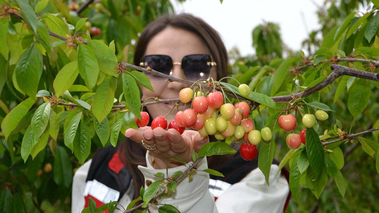 ''Kırmızı altın'' hasadı bereketli başladı: Kilosu 6 bin TL'den satıldı!