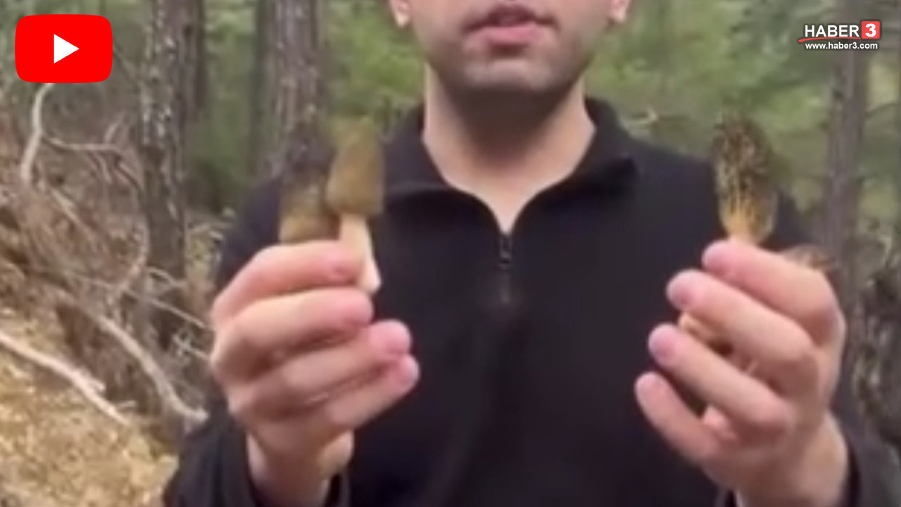 Doğada kendi kendine yetişiyor, tezgahta 1.500 TL'ye satılıyor! Faydaları say say bitmiyor!