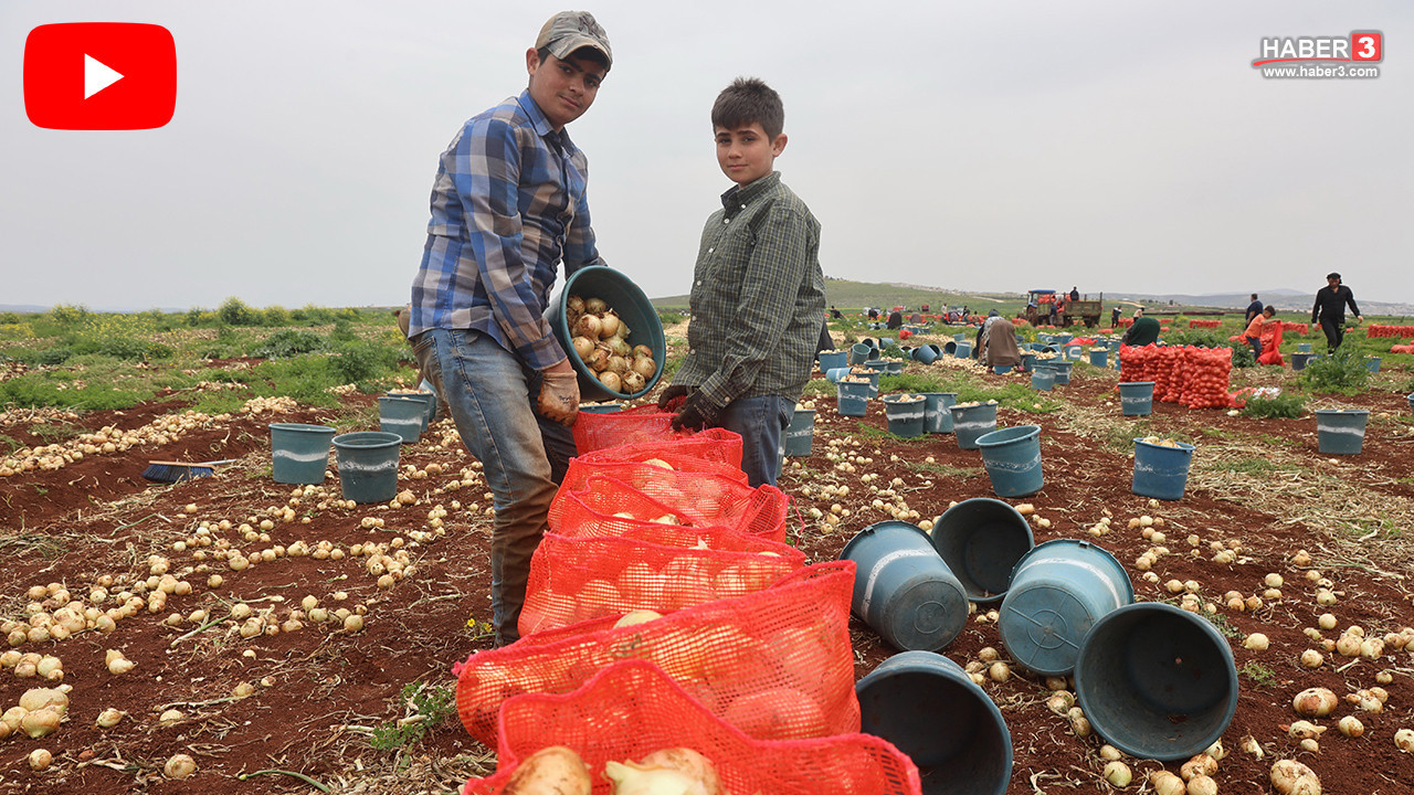 Sınırın sıfır noktasında dev hasat: Tarla fiyatı üreticinin yüzünü güldürdü, vatandaş endişeli!