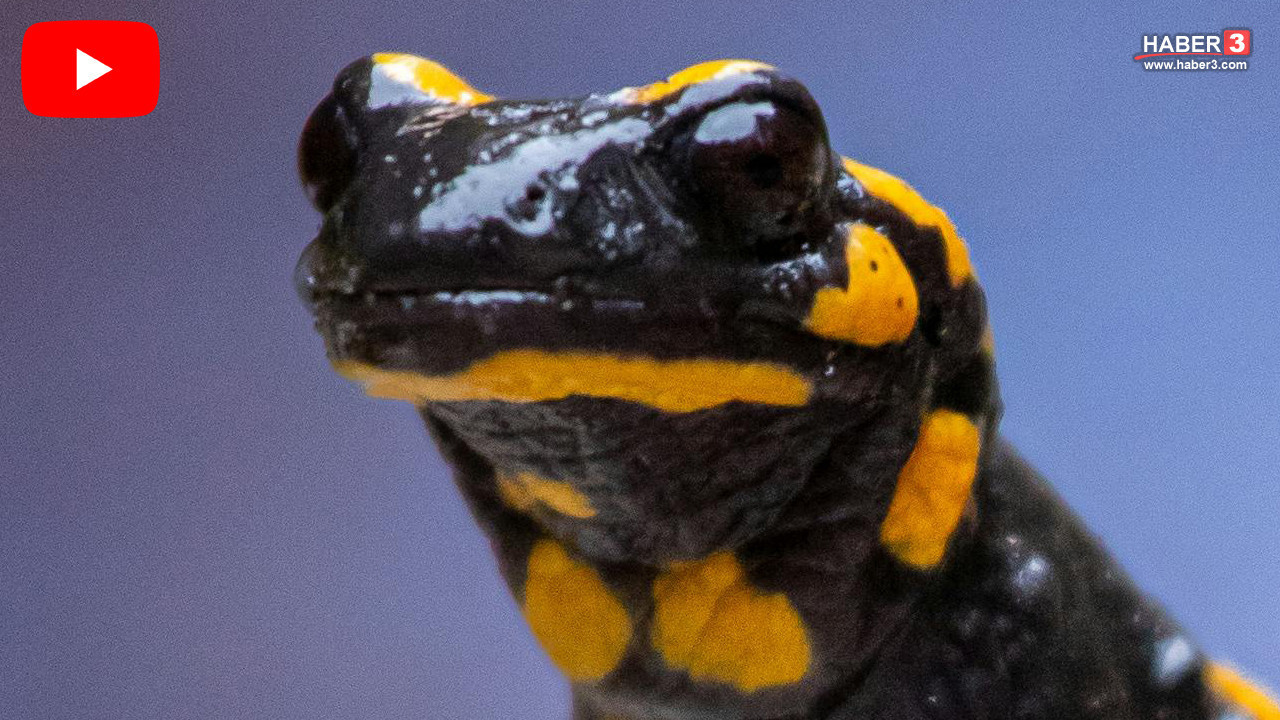 Doğanın en gizemli canlılarından biri olan minik canavar Erzincan'da ortaya çıktı
