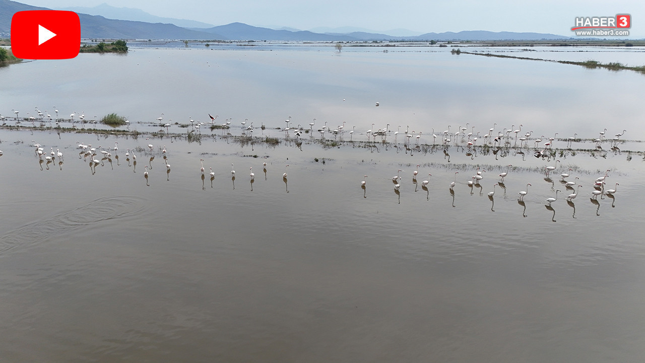 Menderes taştı, tarlalar Türkiye'nin en renkli göçmenlerinin dans pistine döndü!