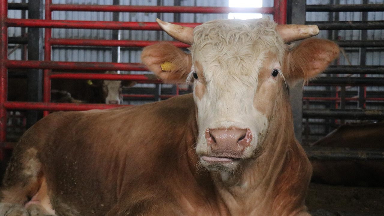 Araba fiyatına tosun! Sahibinin sözleri ezber bozdu: ''Bu sene satılsın istemiyoruz''