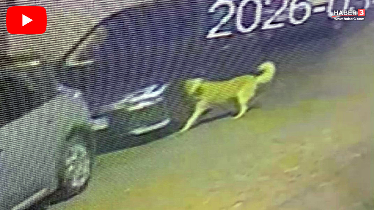 İstanbul'da ''it sürüsü'' dehşeti: Sokak sokak gezip araçları parçaladılar!