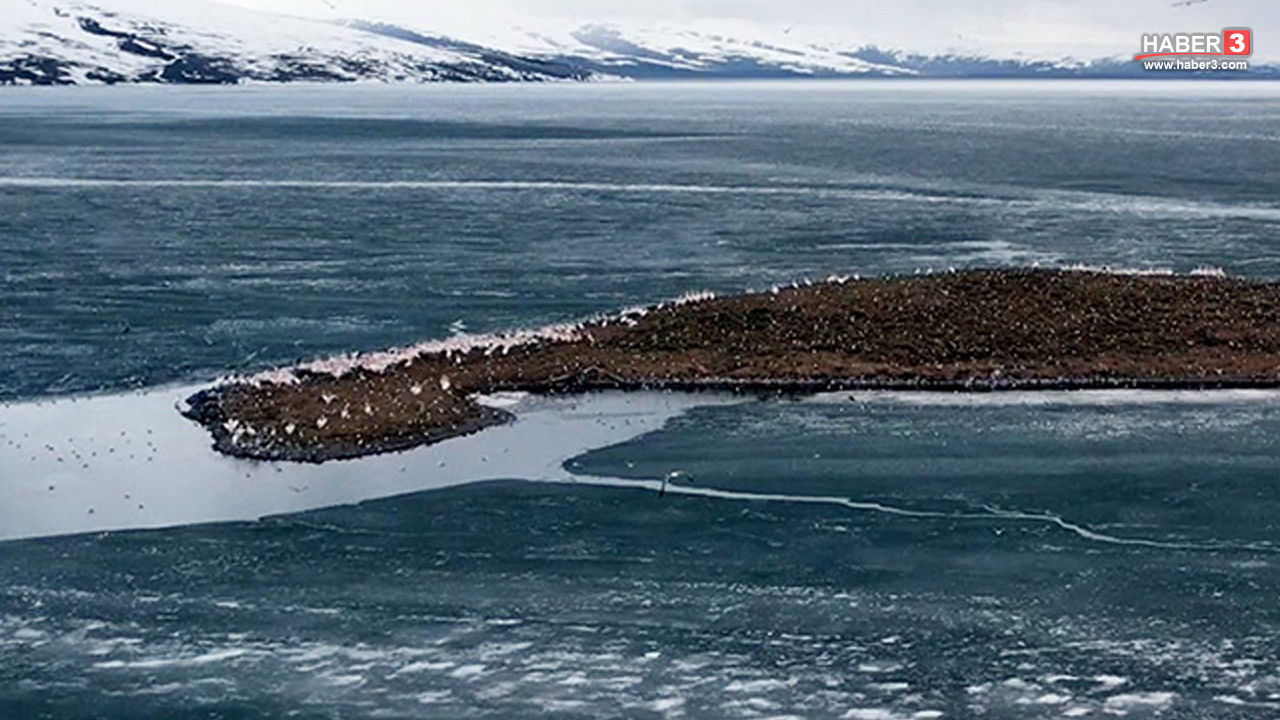Türkiye'nin buzları bu sene bir türlü erimeyen beyaz cenneti kuş cennetine döndü