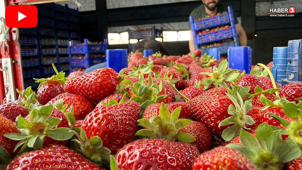 Türkiye'nin kırmızı altınında tüketici de üretici de isyanda! Tarlada 35 TL, markette 150 TL!