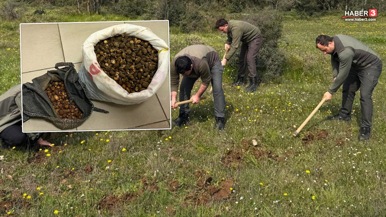 Nesli tehlike altındaki bitkiyi sökmenin cezası çok ağır oldu!