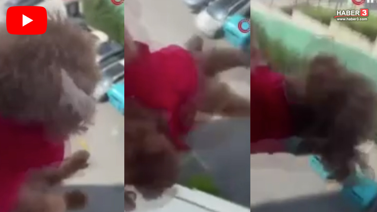 İstanbul'da kan donduran görüntüler! Minik köpeği camdan sarkıtıp işkence yaptı!