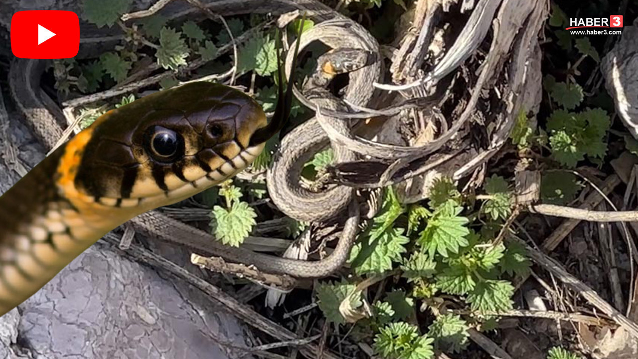 Türkiye'nin korkutan vahşi canlılarının bahar dansı başladı! Binlercesi aynı anda görüldü
