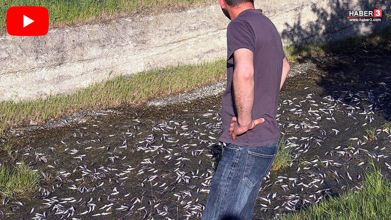 İstanbul'un burnunun dibinde endişelendiren gelişme... Binlercesi ölü olarak bulundu!