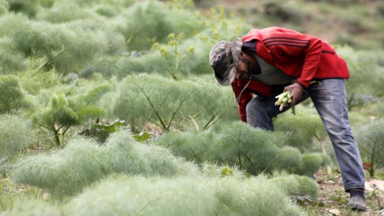 Yaylada yetişen vitamin deposu tezgaha indi: 300 TL'ye satılıyor