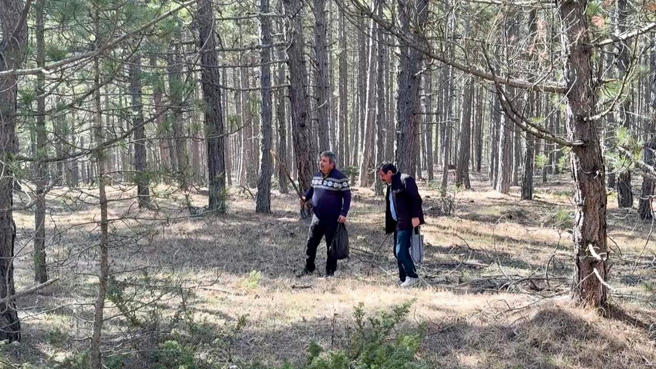 Ormandan bereket fışkırıyor: Toplayıp kilosunu 1500 TL'den satıyorlar