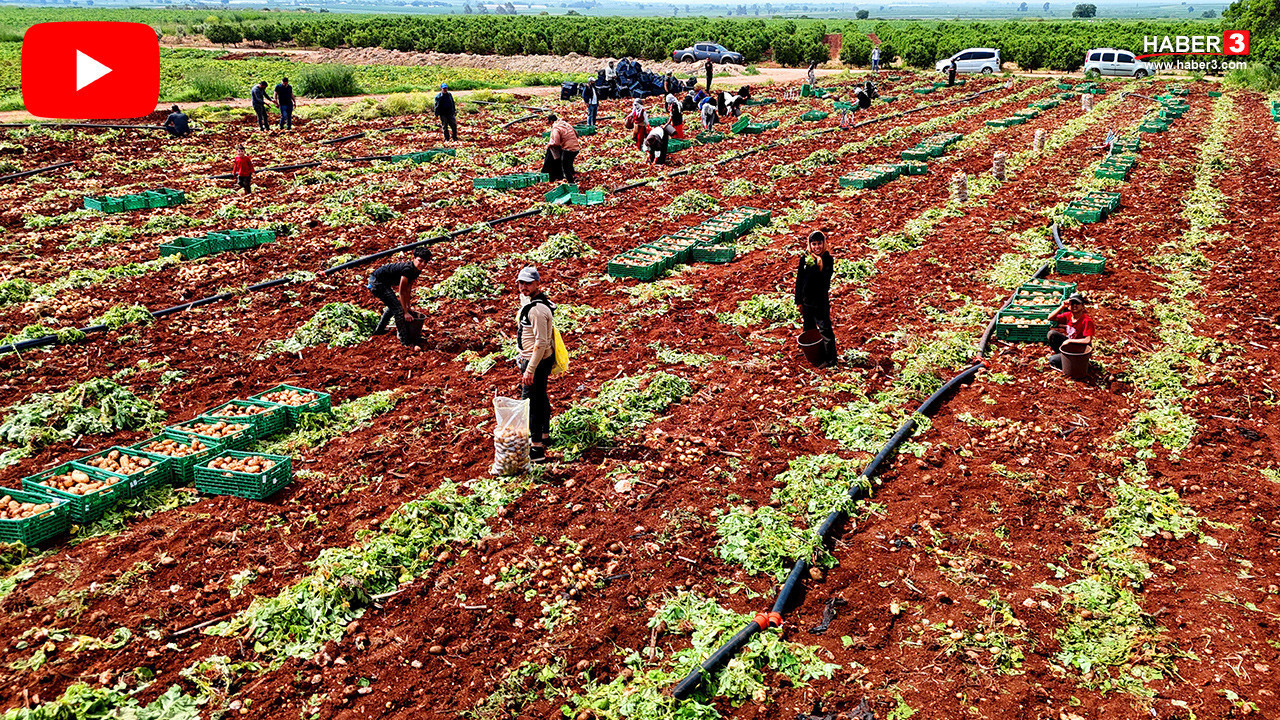 Tarlaların sarı altınında turfanda hasat başladı: Tarla fiyatı geçen sene ile aynı kaldı!
