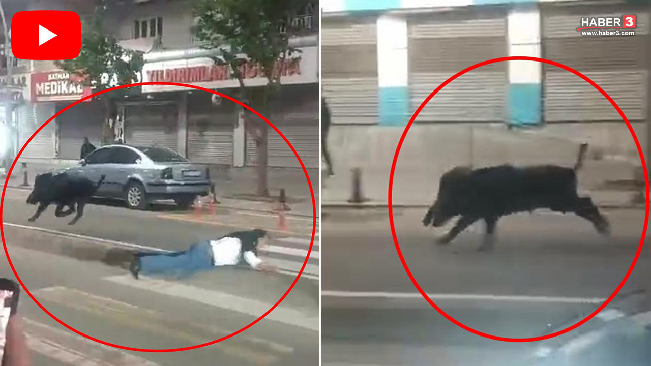 Şehir merkezine inen domuz dehşet saçtı: Yaralılar var!