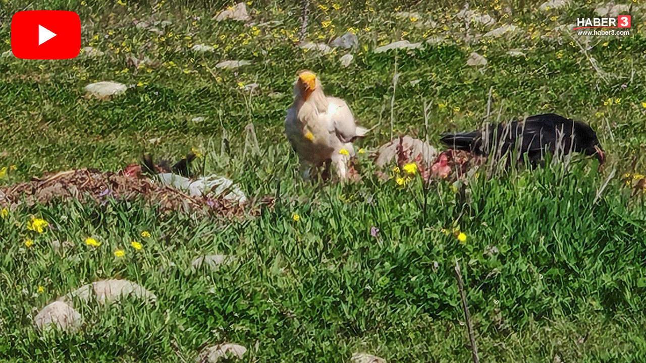 Nesli tükenmek üzereydi... Bolu'da doğa yürüyüşü sırasında tesadüfen görüldüler!