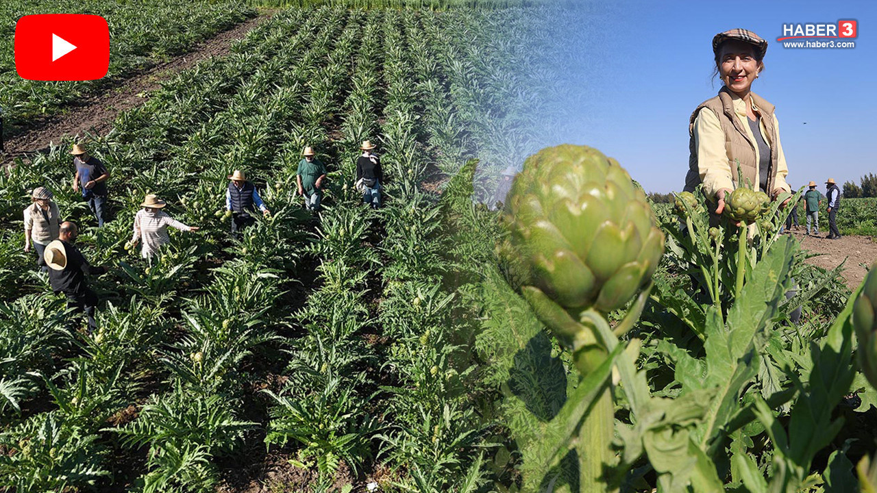 Tarlaya akademisyen eli değdi: Deneme amaçlı başladı, şimdi 120 dönüm alanda üretim yapıyor