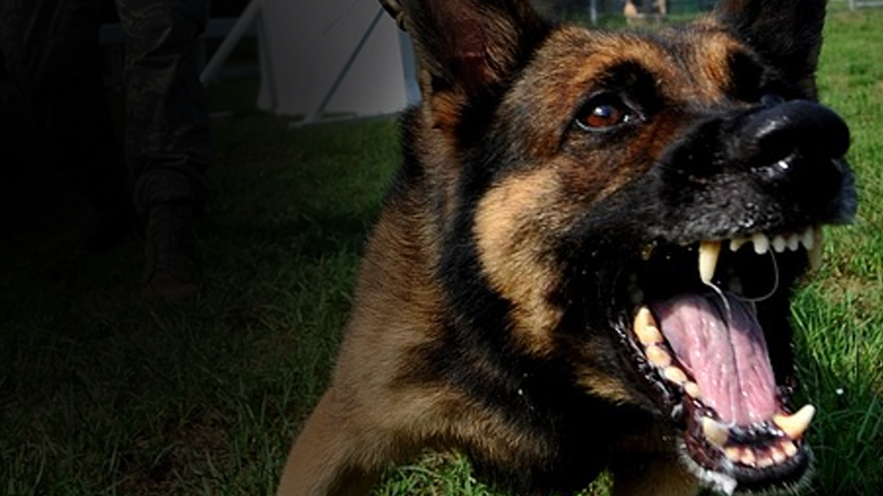 Sokak köpeklerinin saldırdığı küçük Hamza hayatını kaybetti!