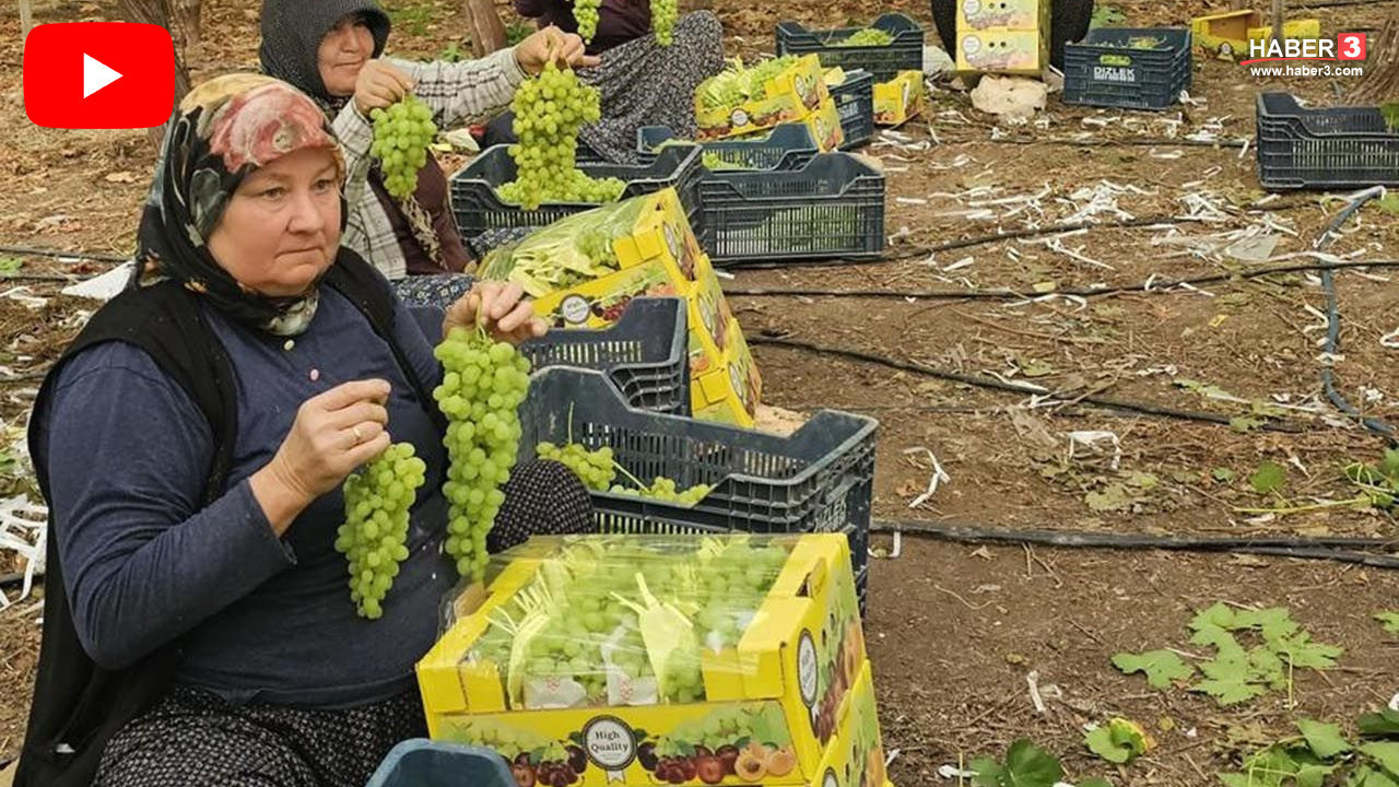 Türkiye'de yeşil altınında hasat başladı: Fiyatı dikkat çekti!