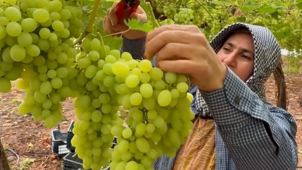 Türkiye'de ilk üzüm hasadı başladı: Fiyatıyla yüzleri güldürdü