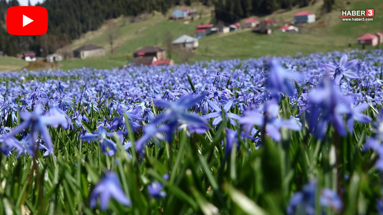 Karadeniz'in yemyeşil zirvesi masmavi oldu... Mavi yıldızlar görenleri büyüledi